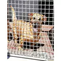 Foto dell\'animale Comune di Montoro - 380260043220954