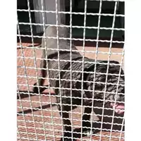 Foto dell\'animale Comune di Montoro - 380260043225181