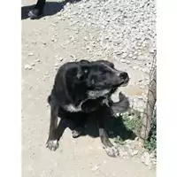 Foto dell\'animale Comune di Marzano di Nola - 380260043224669