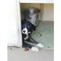 Foto dell\'animale Comune di Marzano di Nola - 380260043230345