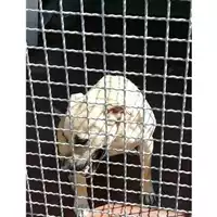 Foto dell\'animale Comune di Montoro - 380260043160036