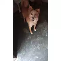 Foto dell\'animale Comune di Avella - 380260040652657