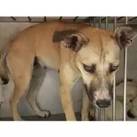 Foto dell\'animale Comune di Lauro - 380260040949302