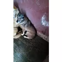Foto dell\'animale Comune di Avella - 380260041053713
