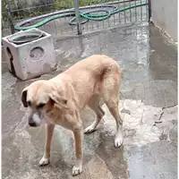 Foto dell\'animale Comune di Lauro - 380260041824318