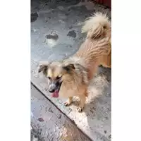 Foto dell\'animale Comune di Avella - 380260042088025