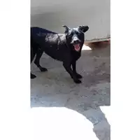 Foto dell\'animale Comune di Lauro - 380260041762994