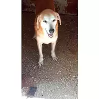 Foto dell\'animale Comune di Lauro - 380260042060137