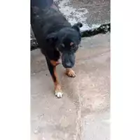 Foto dell\'animale Comune di Lauro - 380260041823014