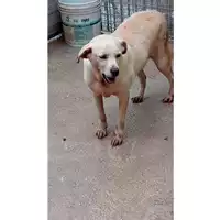 Foto dell\'animale Comune di Lauro - 380260042525012