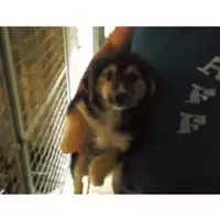 Foto dell\'animale Comune di Lauro - 380260042524978