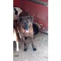 Foto dell\'animale Comune di Lauro - 380260042524490