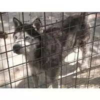 Foto dell\'animale Comune di Montella - 380260043944049