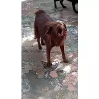 Foto dell\'animale Comune di Sant'Anastasia - 380260042395910