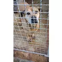Foto dell\'animale Comune di Sperone - 380260042478405