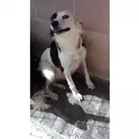 Foto dell\'animale Comune di Sant'Anastasia - 380260042672114