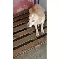 Foto dell\'animale Comune di Sant'Anastasia - 380260042672321