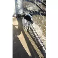 Foto dell\'animale Comune di Saviano - 380260042672779