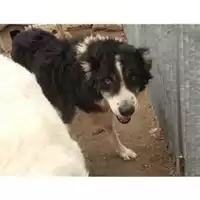 Foto dell\'animale Comune di Montella - 380260042482471