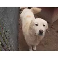 Foto dell\'animale Comune di Montella - 380260042484510