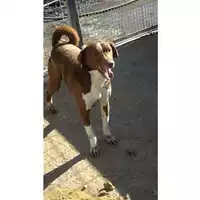 Foto dell\'animale Comune di Sant'Anastasia - 380260042672572
