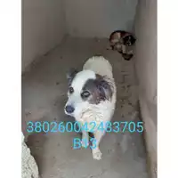 Foto dell\'animale Comune di Montella - 380260042483705