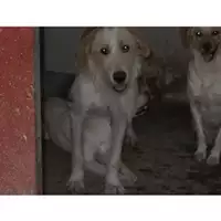 Foto dell\'animale Comune di Montella - 380260042484102