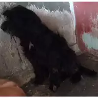 Foto dell\'animale Comune di San Nicola La Strada - 380260100381113