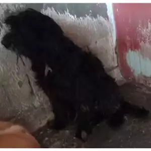 Comune di San Nicola La Strada - 380260100381113