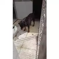 Foto dell\'animale Comune di Chianche - 380260042525973
