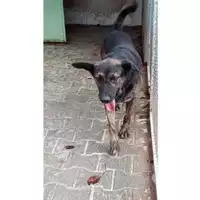Foto dell\'animale Comune di Baiano - 380260042487737