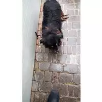Foto dell\'animale Comune di Avella - 380260042483139