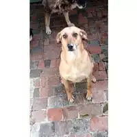 Foto dell\'animale Comune di Lauro - 380260042479601