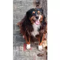 Foto dell\'animale Comune di Montella - 380260043944515