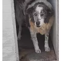 Foto dell\'animale Comune di Moschiano - 380260043154595