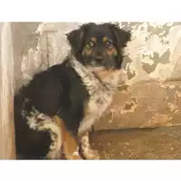 Foto dell\'animale Comune di Montella - 380260043154034