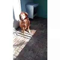Foto dell\'animale Comune di Lauro - 380260042477621