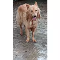 Foto dell\'animale Comune di Lauro - 380260043143721