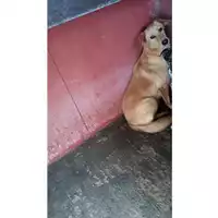 Foto dell\'animale Comune di Lauro - 380260043155411