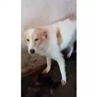 Foto dell\'animale Comune di Lauro - 380260043143694