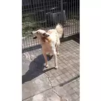 Foto dell\'animale Comune di Lauro - 380260043143871