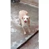 Foto dell\'animale Comune di Lauro - 380260043143913