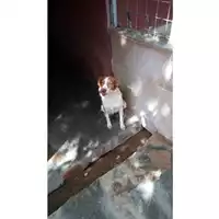 Foto dell\'animale Comune di Lauro - 380260043165059