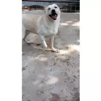 Foto dell\'animale Comune di Saviano - 380260043093290