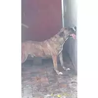 Foto dell\'animale Comune di Lauro - 380260043220895