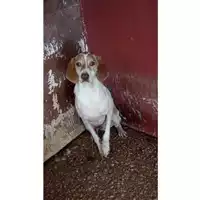 Foto dell\'animale Comune di Lauro - 380260043232288