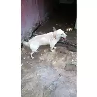 Foto dell\'animale Comune di Lauro - 380260043179338