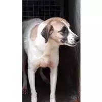 Foto dell\'animale Comune di Lauro - 380260043221378