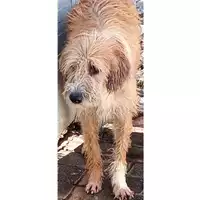 Foto dell\'animale Comune di Lauro - 380260043220930