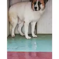 Foto dell\'animale Comune di San Nicola La Strada - 380260100278659